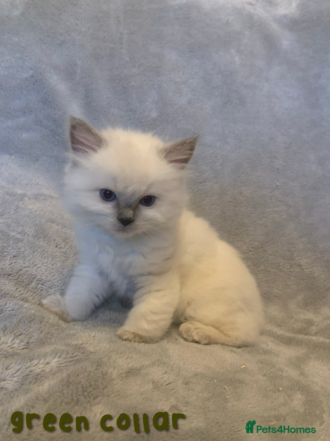 Ragdoll cats for sale: 5 Lovely, Pure Ragdoll Kittens - Image 13