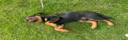 Rottweiler dogs for sale: KC registered Rottweiler puppy – 3.5 months old  in Bracknell - Advert 4