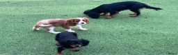Cavalier King Charles Spaniel dogs for sale: Stunning health tested KC cavalier puppies - Advert 3