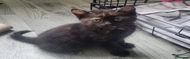 Mixed Breed Kitten 4