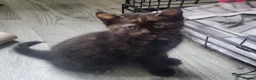 Mixed Breed cats for sale: Kittens in Rotherham - Advert 4