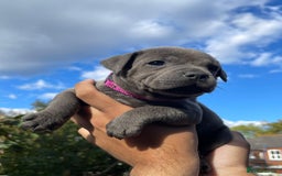 Staffordshire Bull Terrier dogs for sale: STUNNING CHAMPION BRED LITTER - Image 8