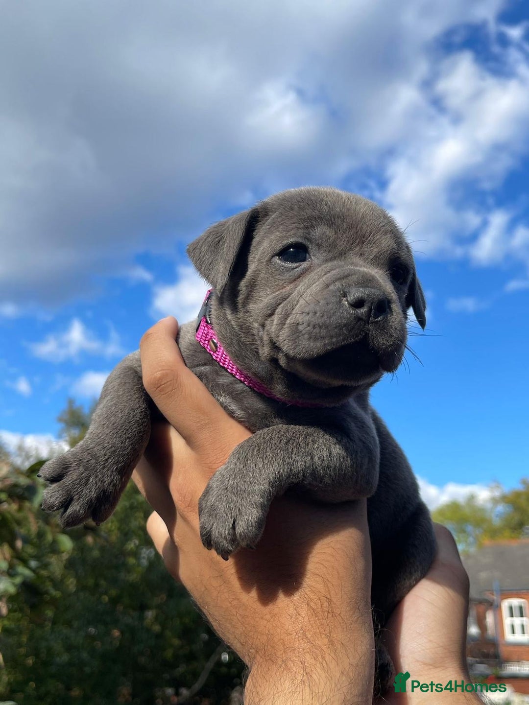 Staffordshire Bull Terrier dogs for sale: STUNNING CHAMPION BRED LITTER - Image 8