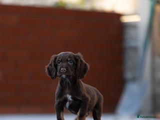 Cocker Spaniel dogs Cocker spaniel puppies - Advert 2