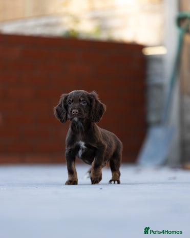 Cocker Spaniel dogs Cocker spaniel puppies - Advert 4
