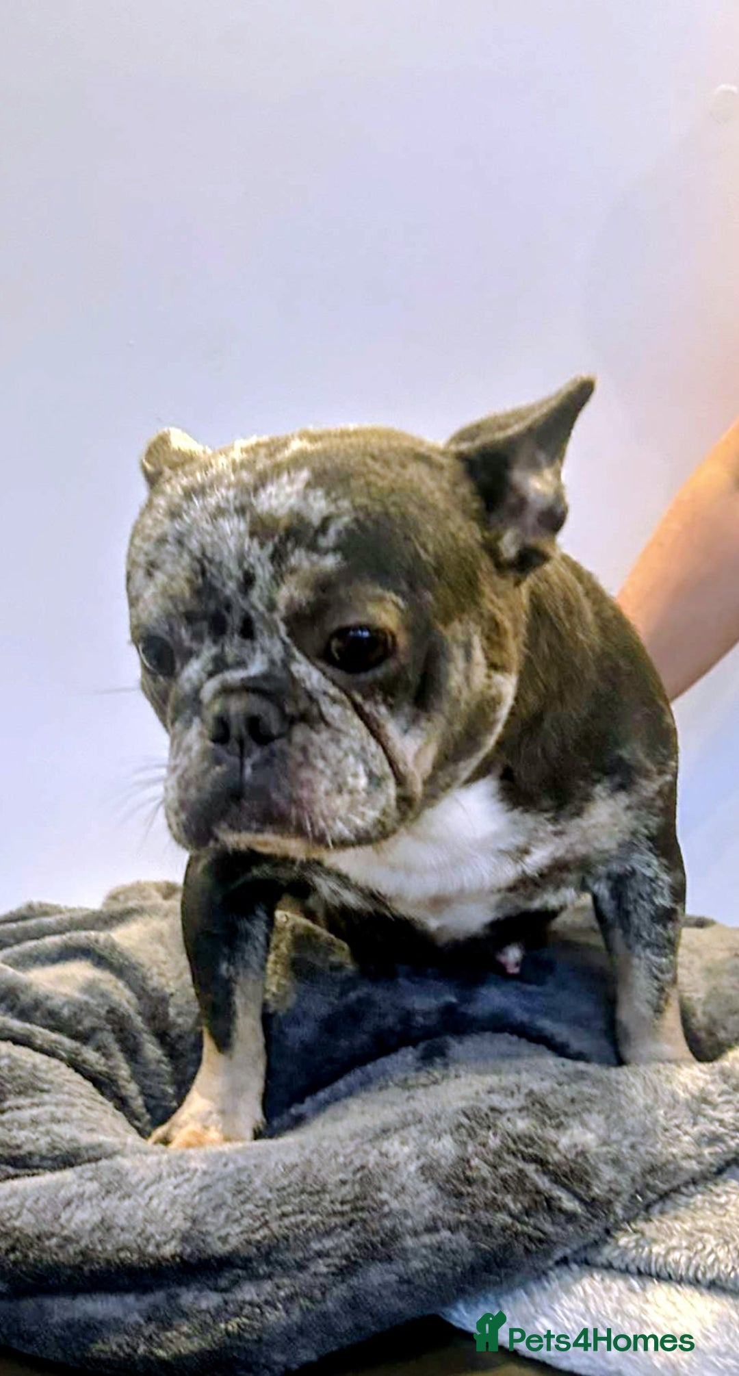 French Bulldog dogs for sale: French Bulldog Puppies  - Image 2