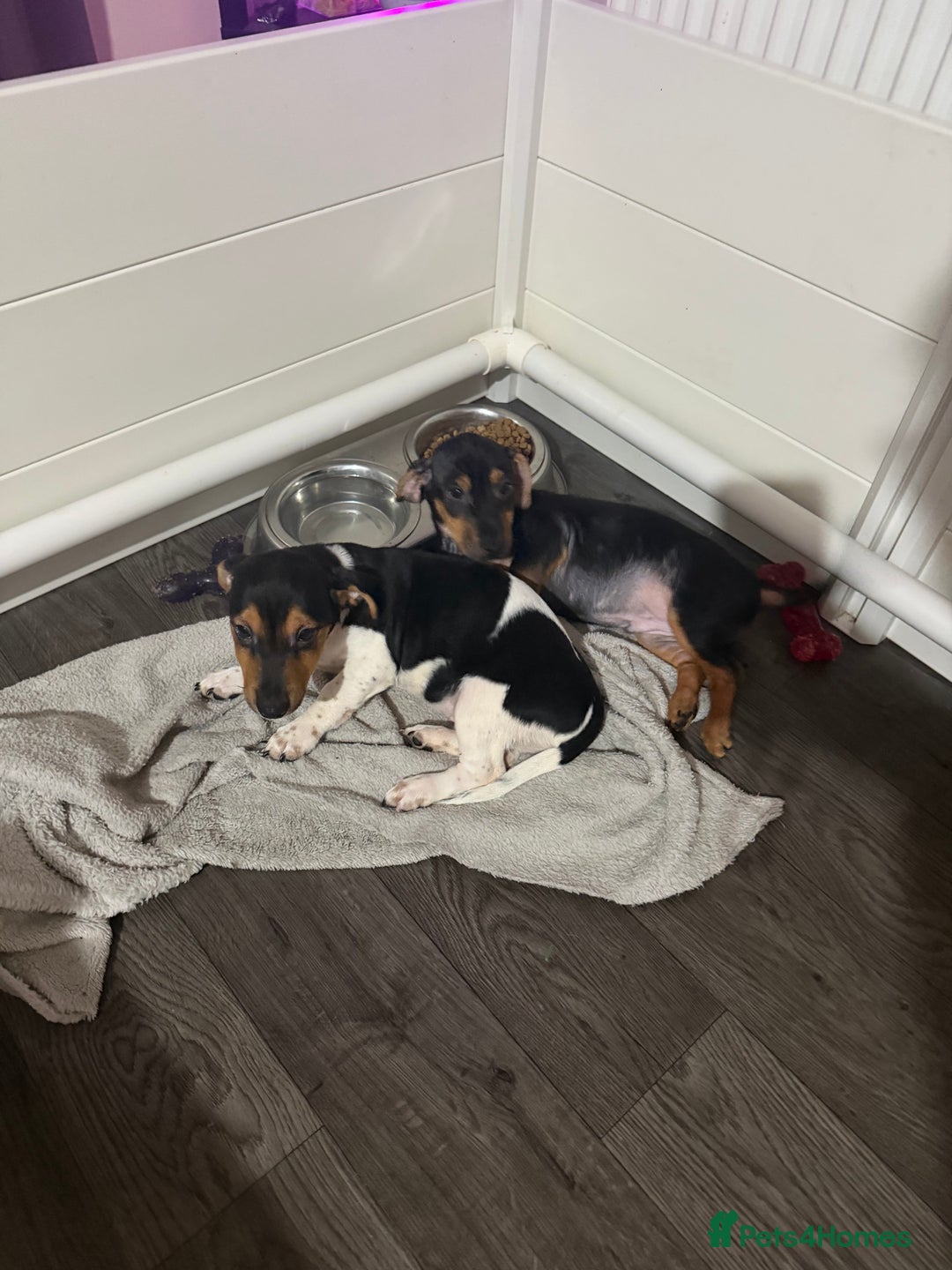 Jack Russell dogs for sale: LAST Jack Russell Puppy READY TO GO - Advert 7