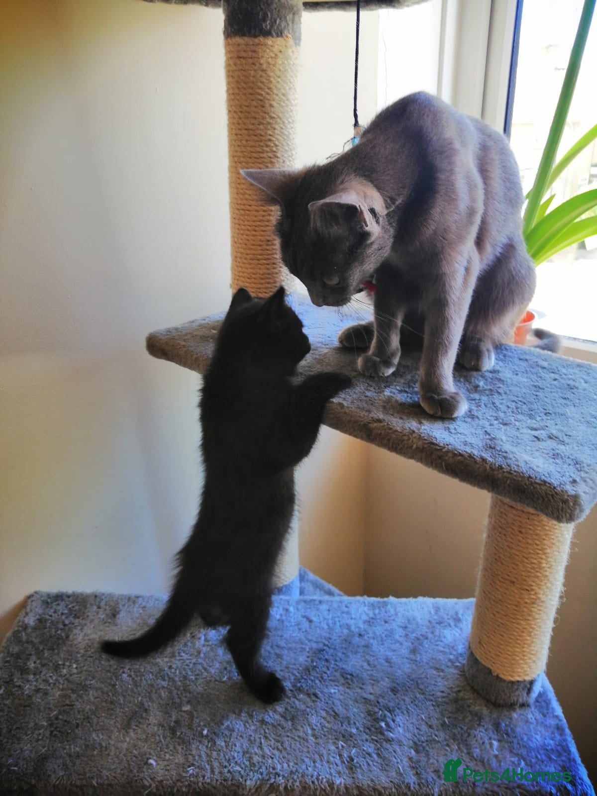 Mixed Breed cats Kitten  - Advert 2