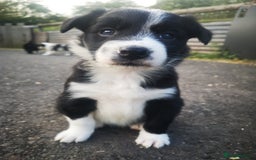 Border Collie dogs for sale: Beautiful Fluffy Collie Puppies  - Image 6
