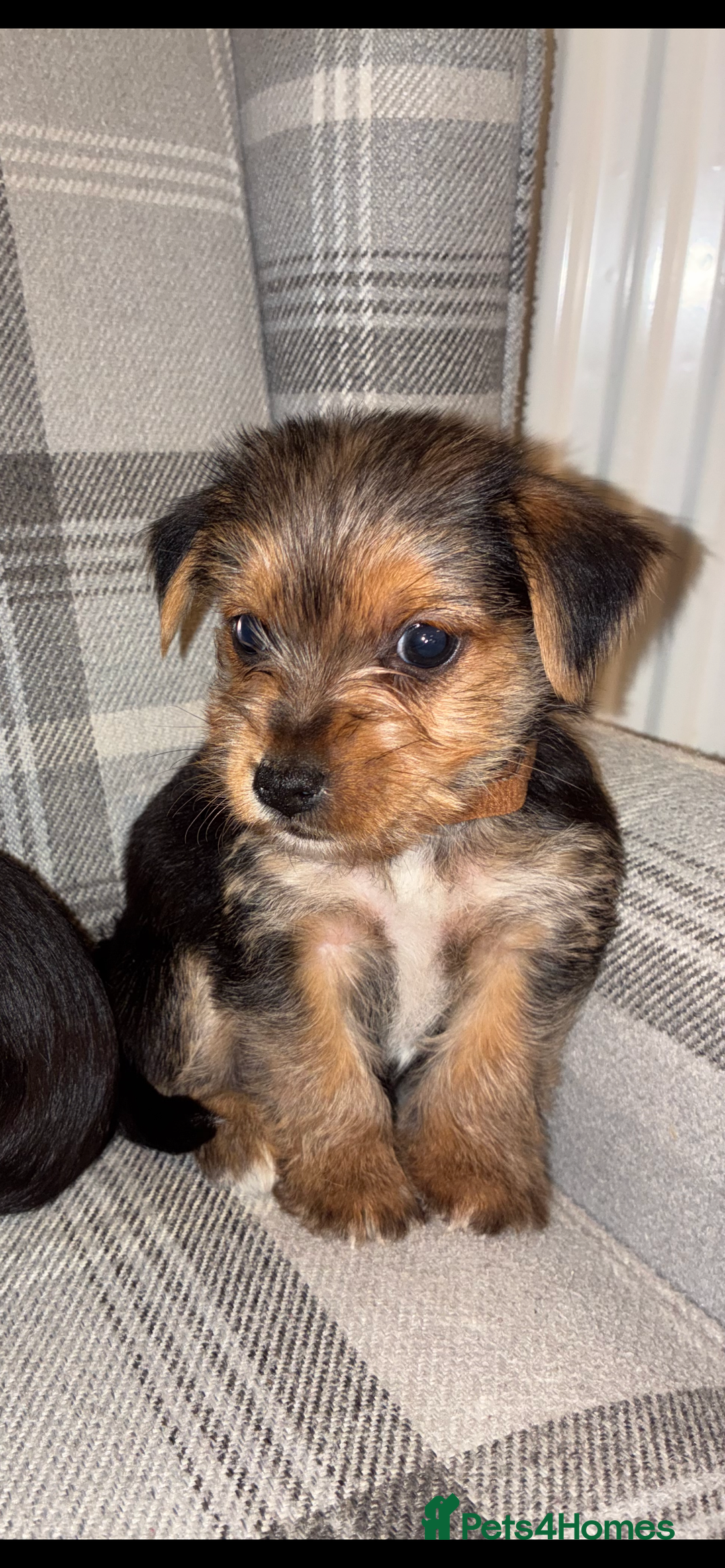 Mixed Breed dogs for sale: Yorkshire terrier cross Jack Russell puppies  - Advert 6