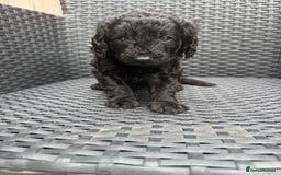 Labradoodle dogs for sale: F1b Miniature Labradoodles  - Image 13