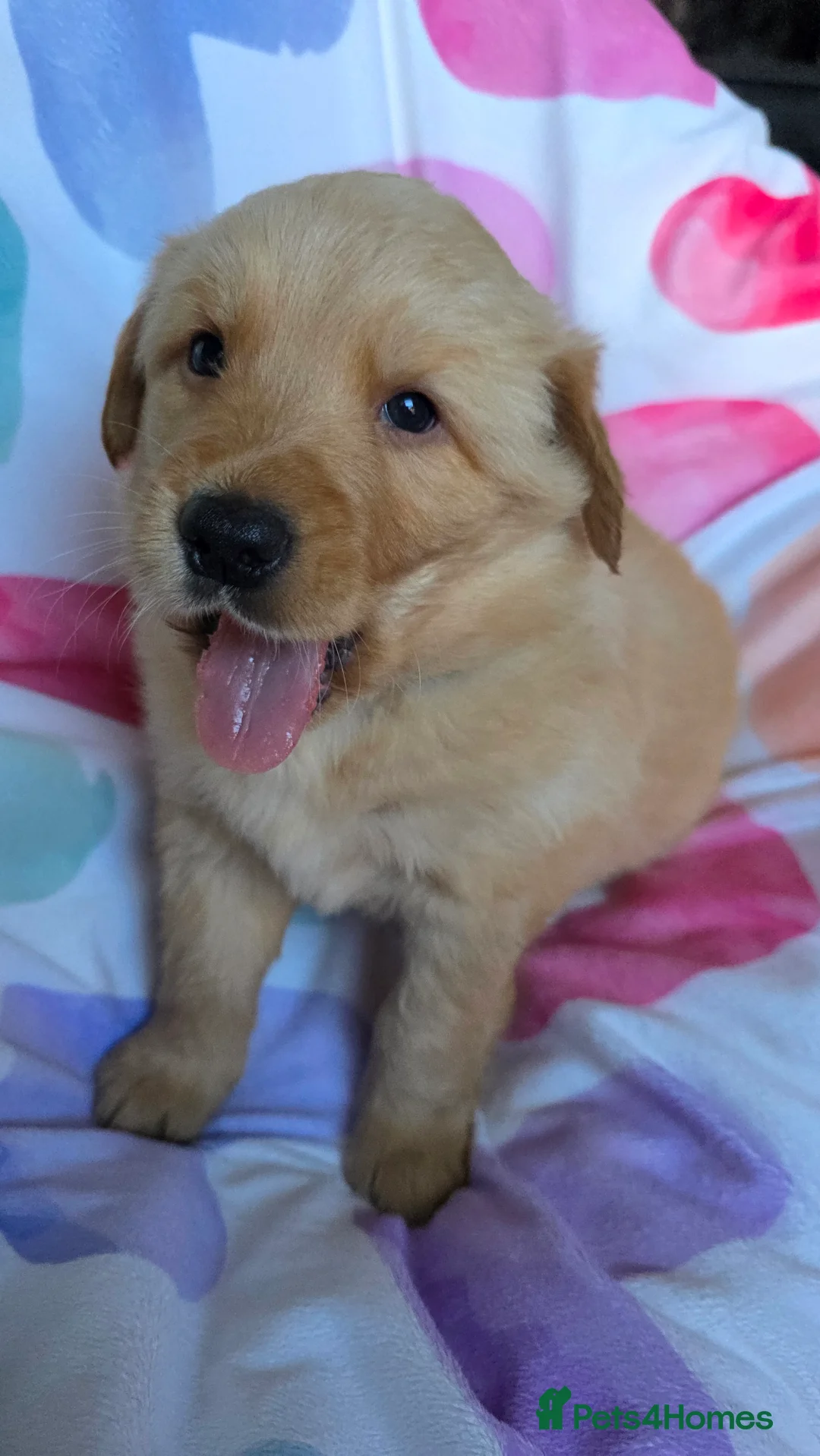 Mixed Breed dogs for sale: Golden shepherds - Advert 14