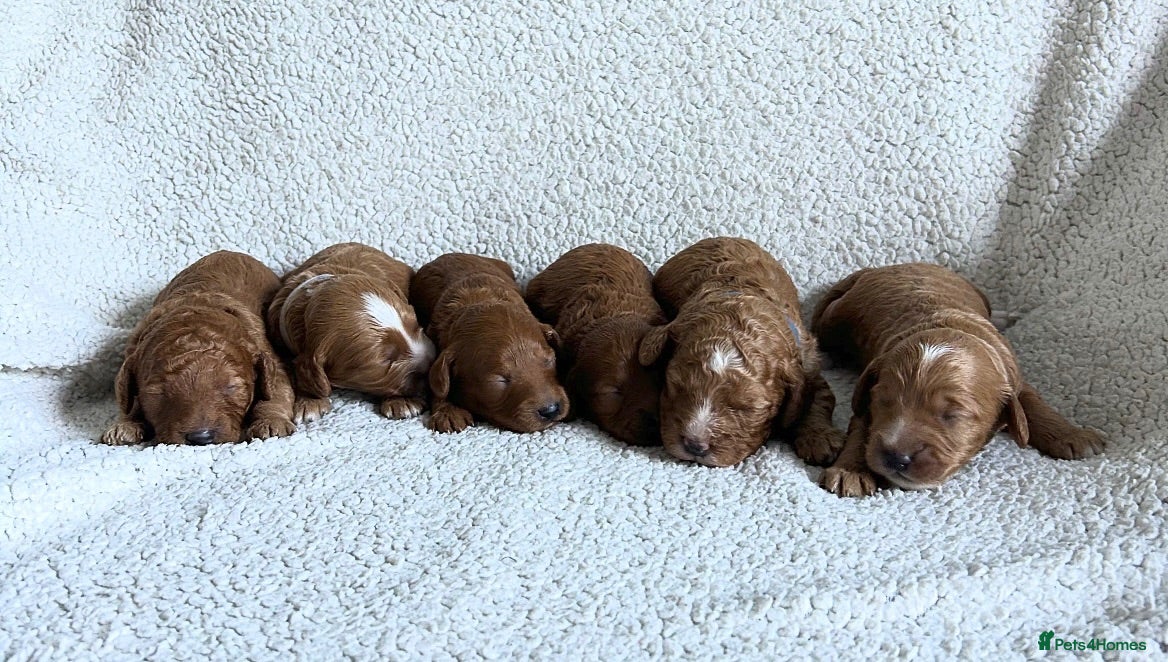 Cockapoo dogs Toy Cockapoo Puppies - Advert 5