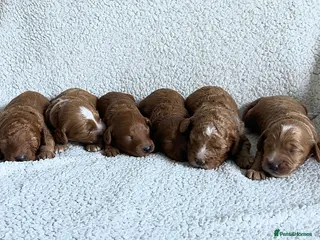 Cockapoo dogs Toy Cockapoo Puppies - Advert 1