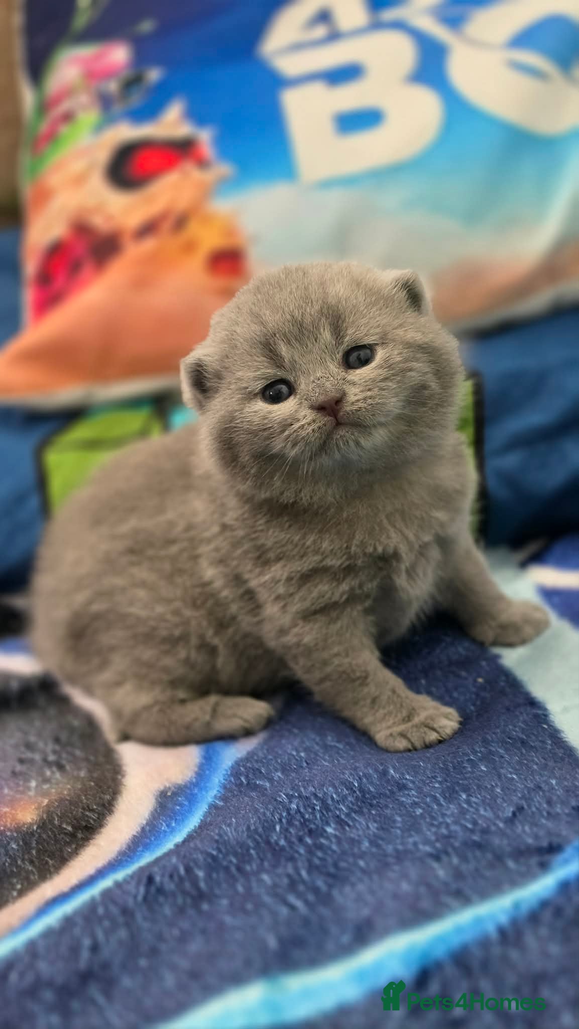 British Shorthair cats GCCF Reg British Shorthair Kittens - Advert 5