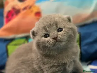 British Shorthair cats GCCF Reg British Shorthair Kittens - Advert 5