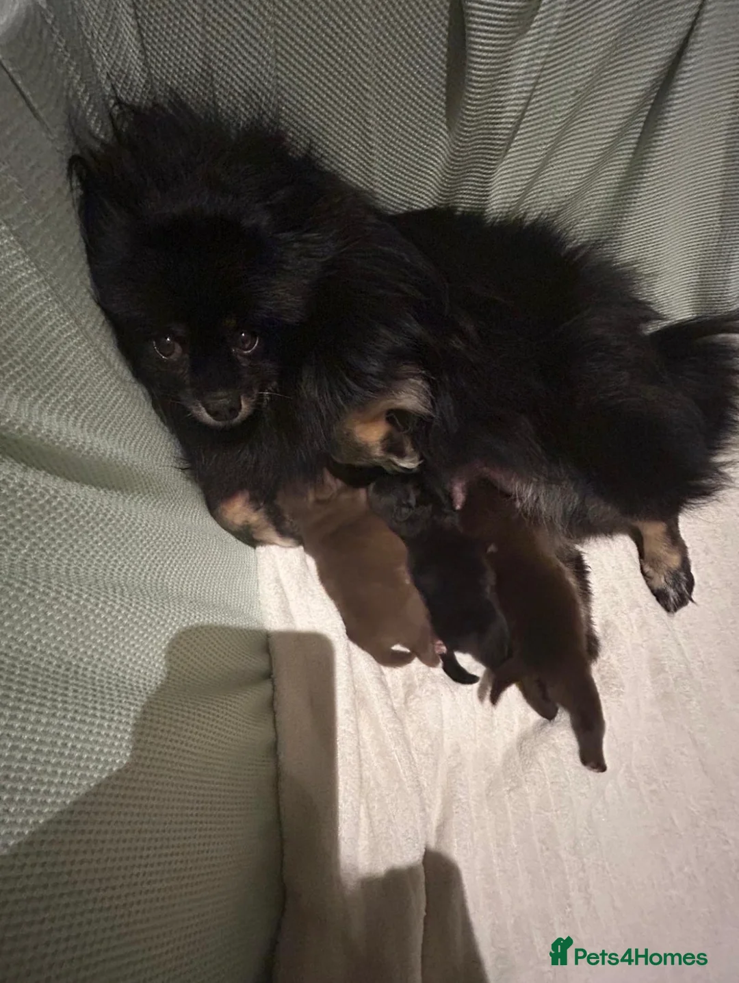 Pomeranian dogs for sale: Beautiful Pomeranian Puppies 🐶 Ready Mothers Day - Advert 3