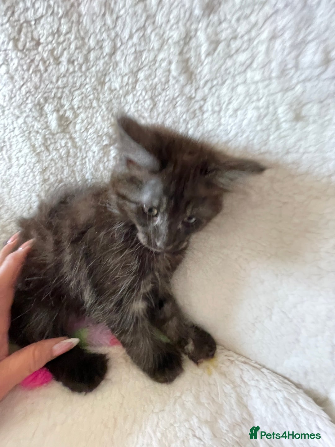 Maine Coon cats for sale: Maine coon kittens - Image 4