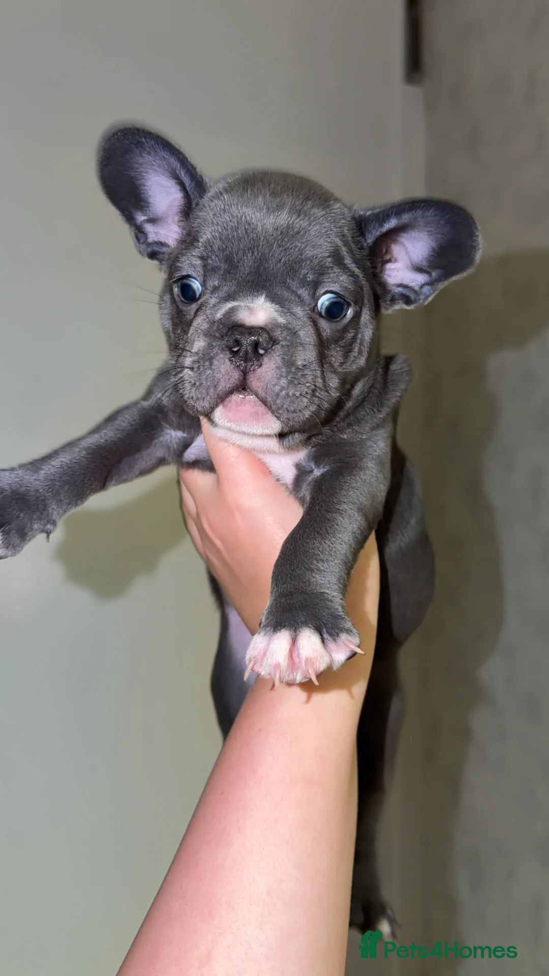 French Bulldog dogs for sale: Gorgeous Lilac, Pink Isabella, & Blue Frenchies - Advert 32