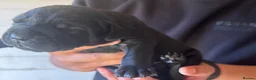 Bandog dogs for sale: Bandogge pups  - Advert 23