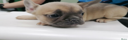 French Bulldog dogs for sale: Beautiful and Healthy French Bulldog Puppies in Glasgow - Advert 5