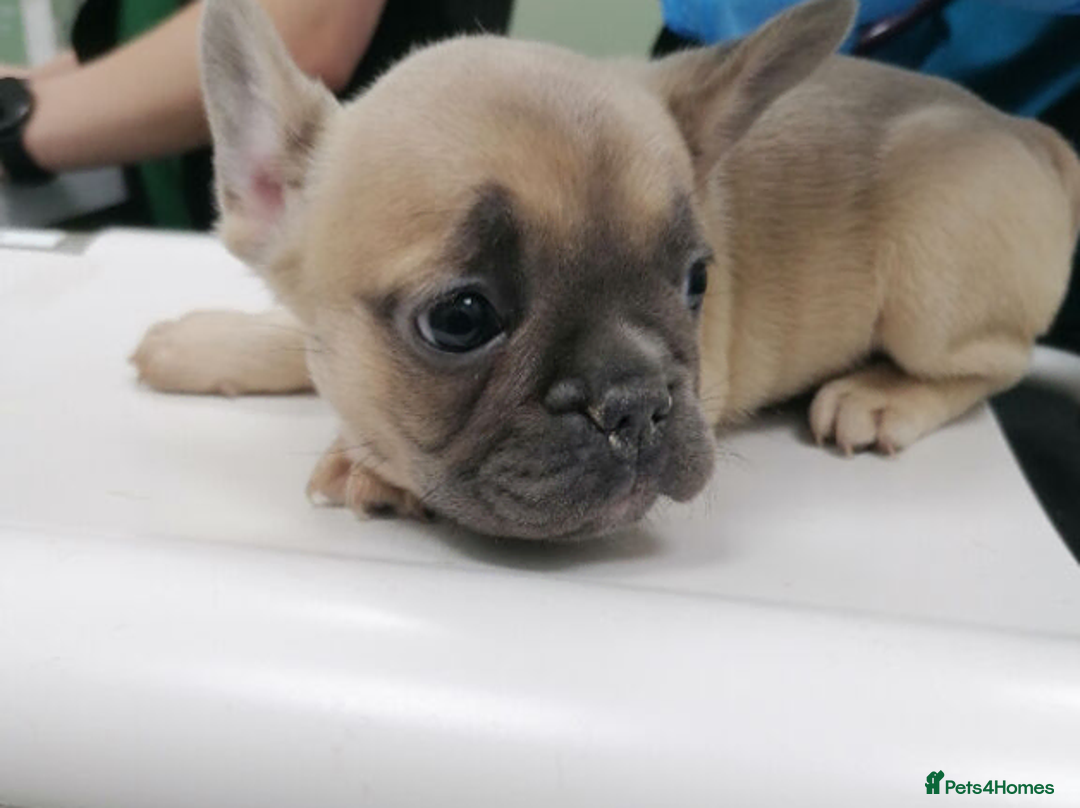French Bulldog dogs for sale: Beautiful and Healthy French Bulldog Puppies in Glasgow - Advert 5