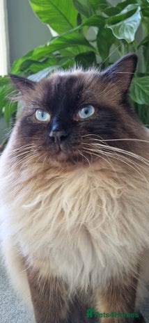 Ragdoll cats in Goole - Advert 10