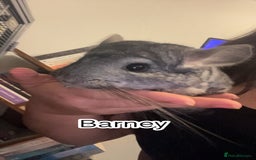 Chinchilla rodents for sale: male  chinchillas for sale looking for good home  - Image 1