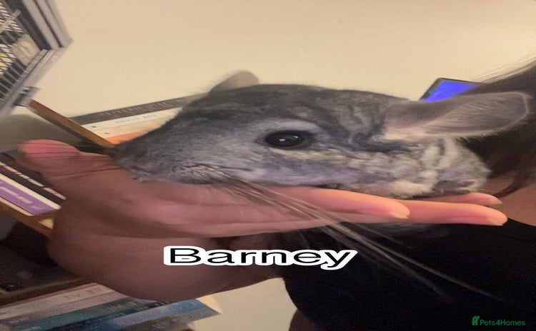 Chinchilla rodents - Advert 1