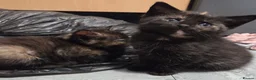 Domestic Shorthair cats for sale: 5 Beautiful female kittens for sale  - Advert 19
