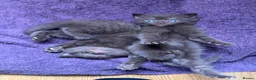 British Shorthair cats for sale: Chocolate Kitten - Advert 6
