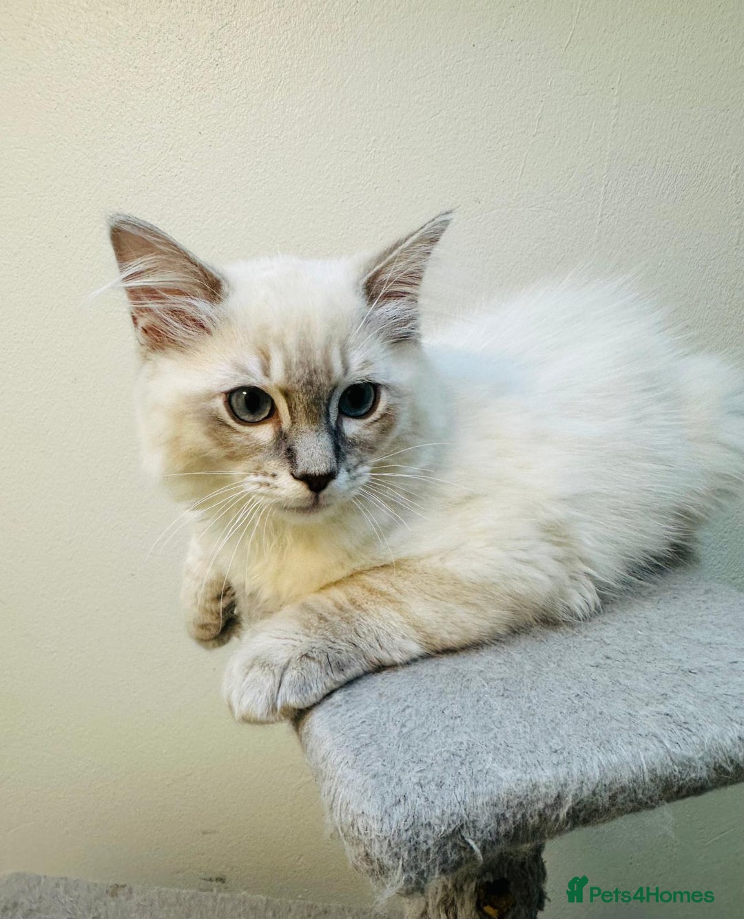 Ragdoll cats for sale: GCCF full pedigree ragdoll kittens  - Image 4