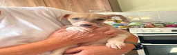 Whippet dogs for sale: Whippet pups  in Leyland - Advert 9