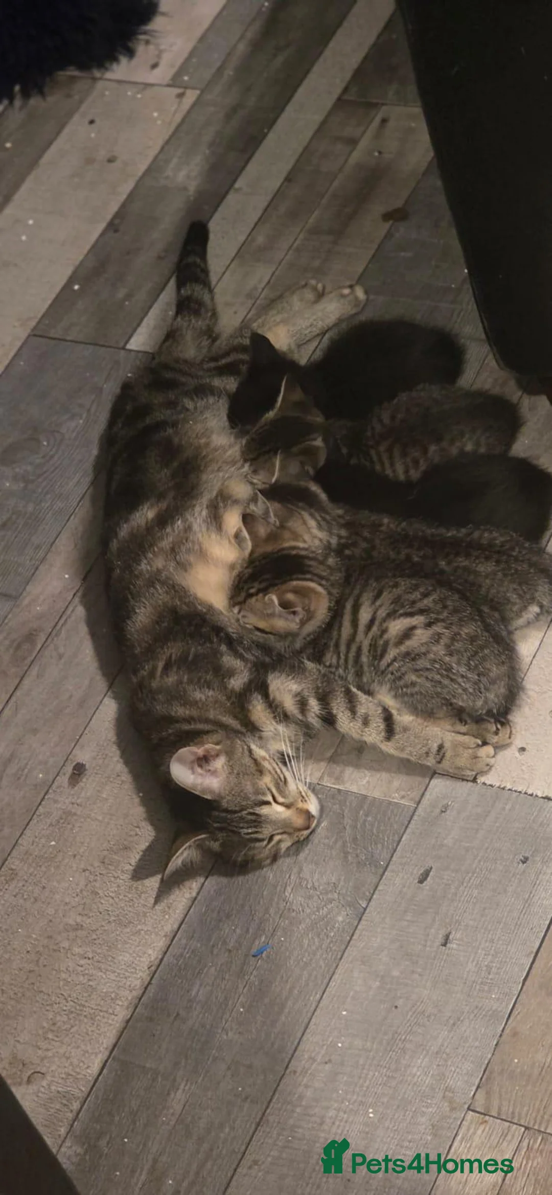 Mixed Breed cats for sale: Five Kittens Ready Now (3 tabby & 2 black/white) in London - Advert 12