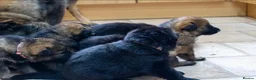 German Shepherd dogs for sale: ** Elite Working GSDs – KC Reg, Health Tested ** - Advert 21