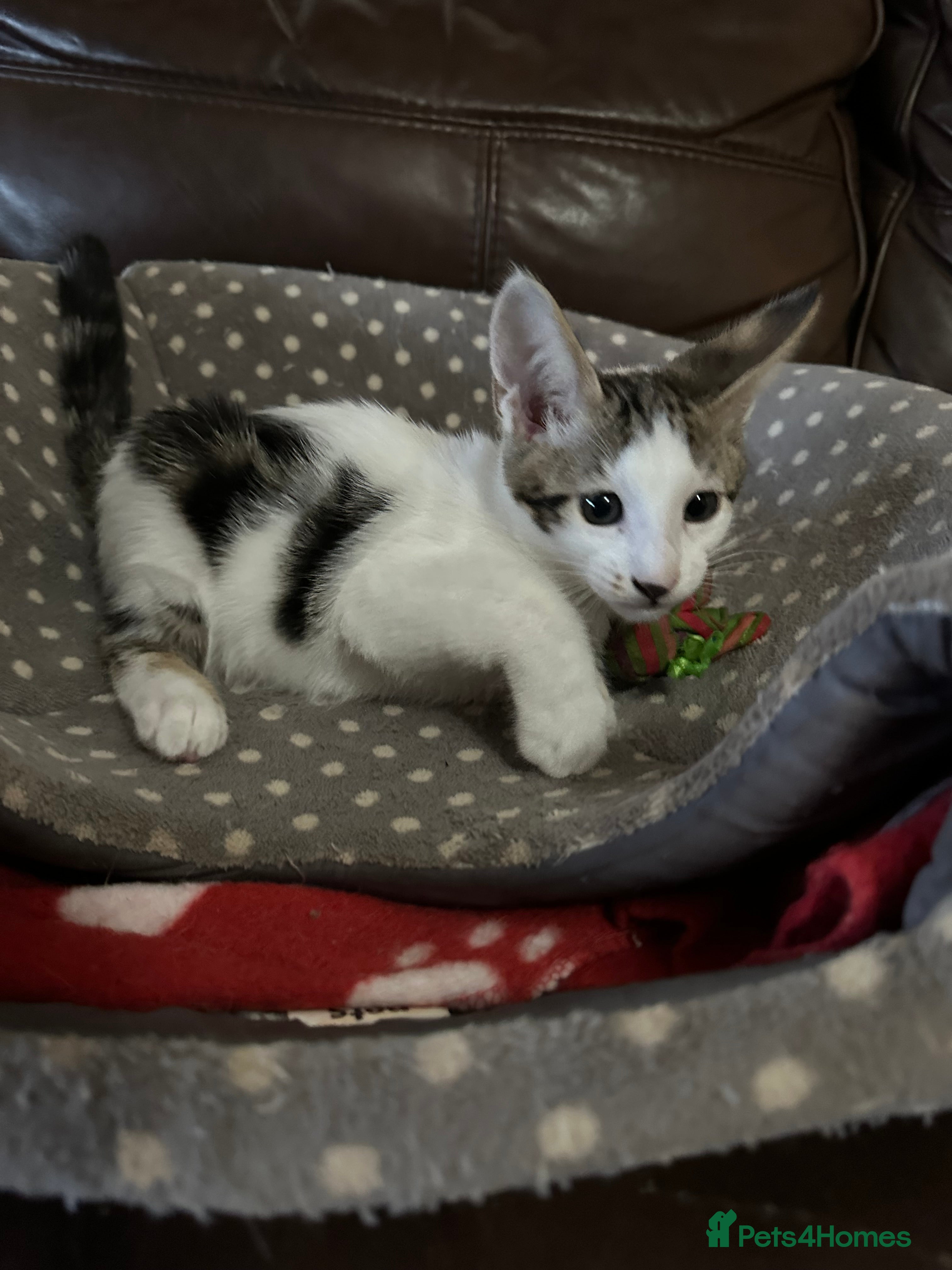 Mixed Breed cats Crossed Between Peterbald & White Bengal - Advert 4