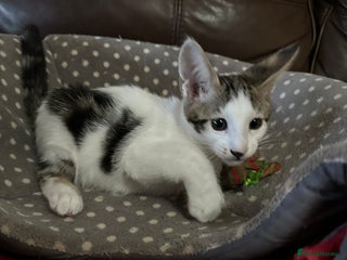 Mixed Breed cats Crossed Between Peterbald & White Bengal - Advert 4