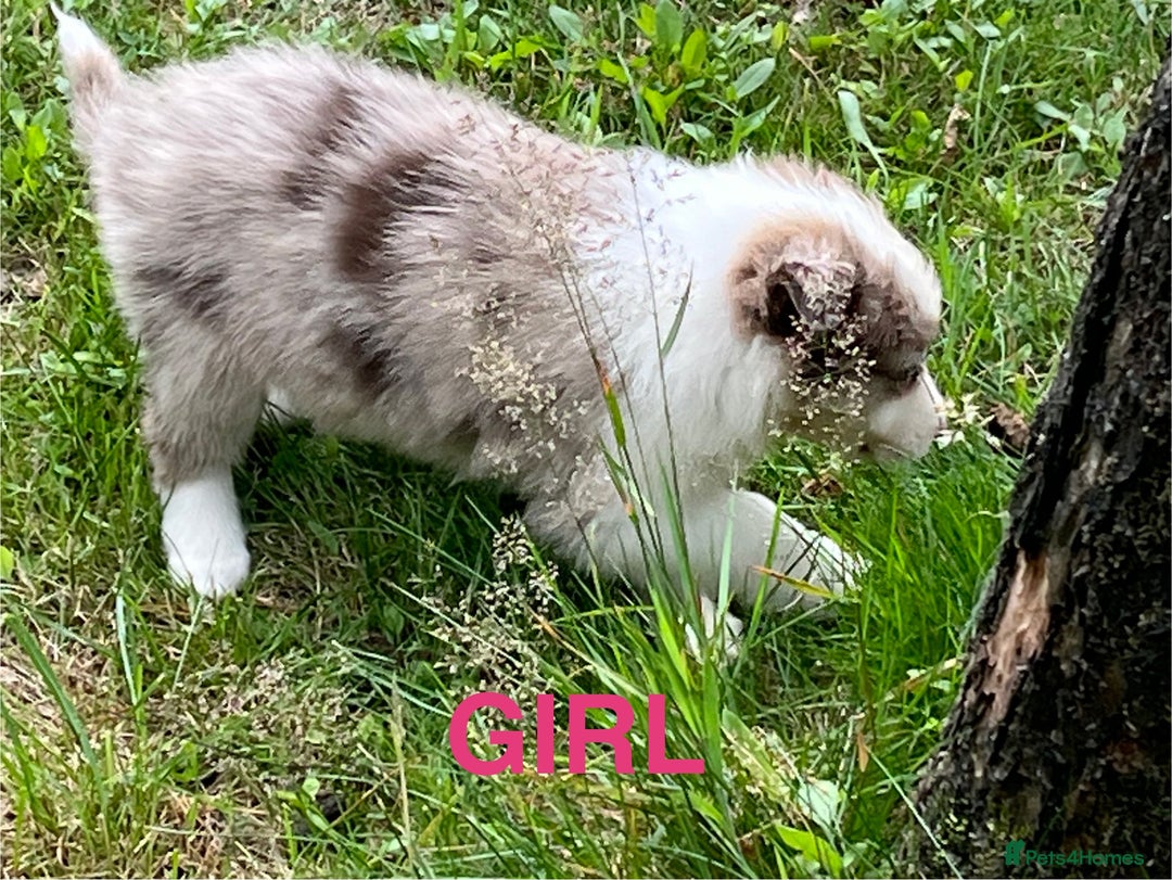 Mixed Breed dogs for sale: Blue Merle Bitch Puppy for sale  - Image 1