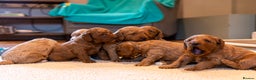 Mixed Breed dogs for sale: Beautiful litter of Australian labradoodles  - Advert 3
