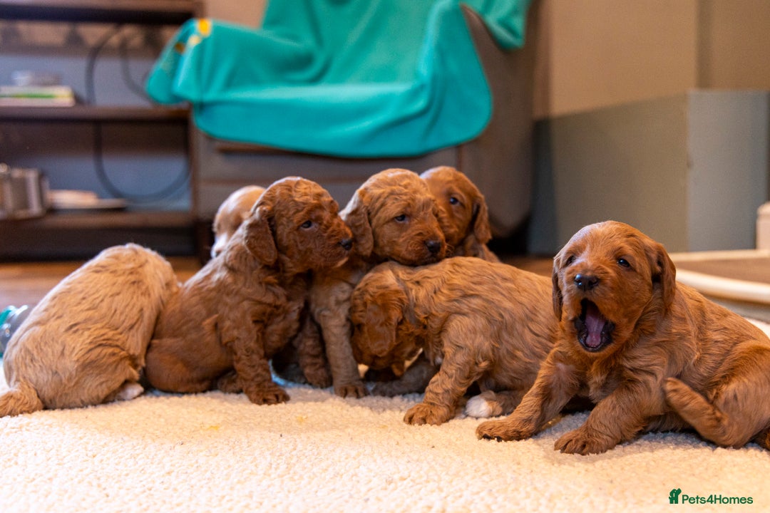 Mixed Breed dogs for sale: Beautiful litter of Australian labradoodles  - Advert 3