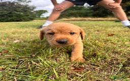 Labrador Retriever dogs for sale: KC Registered Fox Red Labrador Puppies  - Image 1