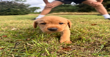 Labrador Retriever dogs - Advert 8