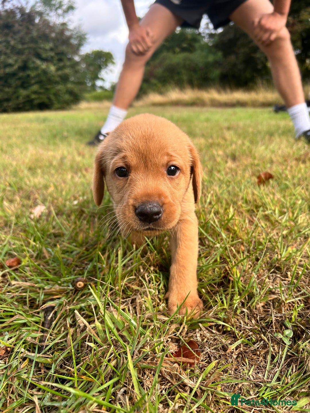 Labrador Retriever dogs for sale: KC Registered Fox Red Labrador Puppies  - Image 1