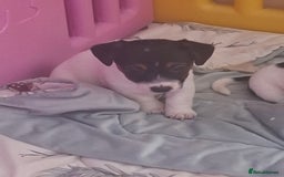 Jack Russell dogs for sale: Jack Russell pups - Image 15
