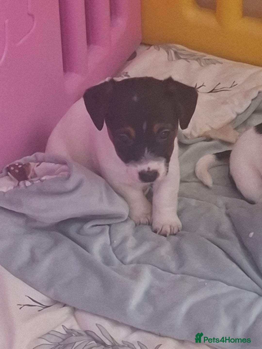 Jack Russell dogs for sale: Jack Russell pups - Image 15