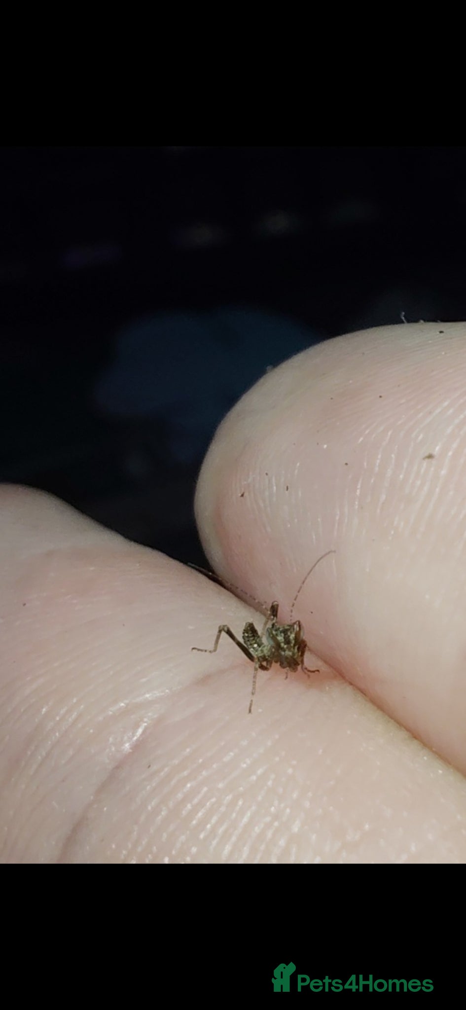 Praying Mantis invertebrates for sale: European Dwarf mantis Nymphs (Ameles sp.) in Newport Pagnell - Advert 3