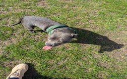 Staffordshire Bull Terrier dogs for sale: Blue female staff for sale  - Image 20