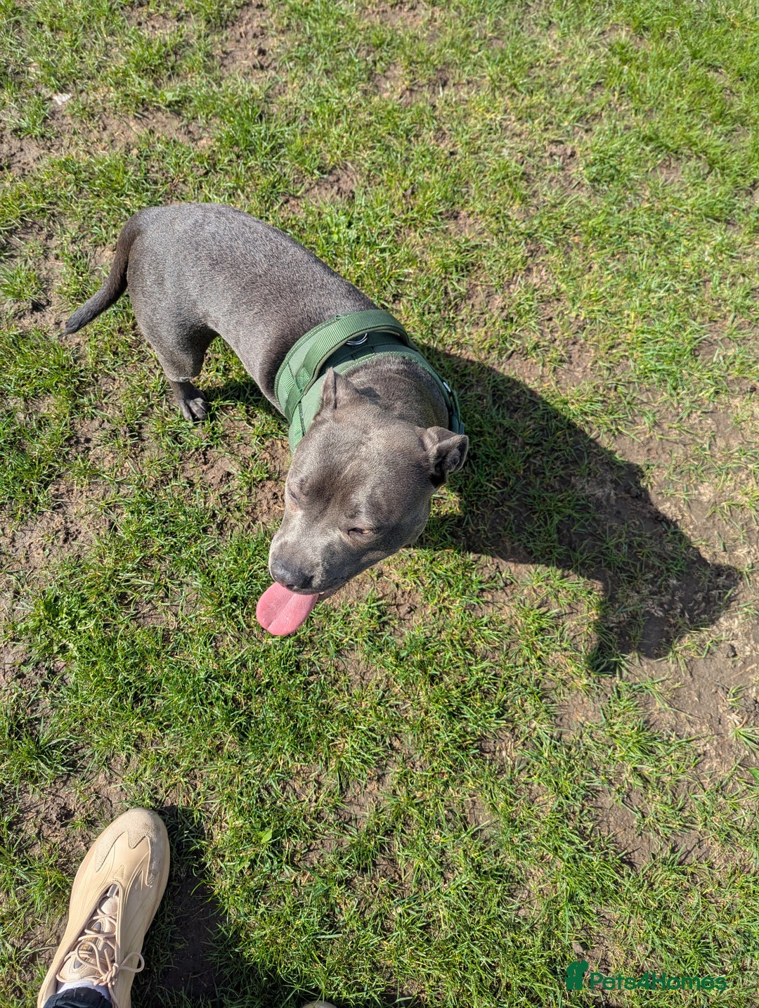 Staffordshire Bull Terrier dogs for sale: Blue female staff for sale  - Image 20
