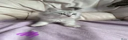 Ragdoll cats for sale: Stunning litter of ragdoll cross British shorthair - Advert 11