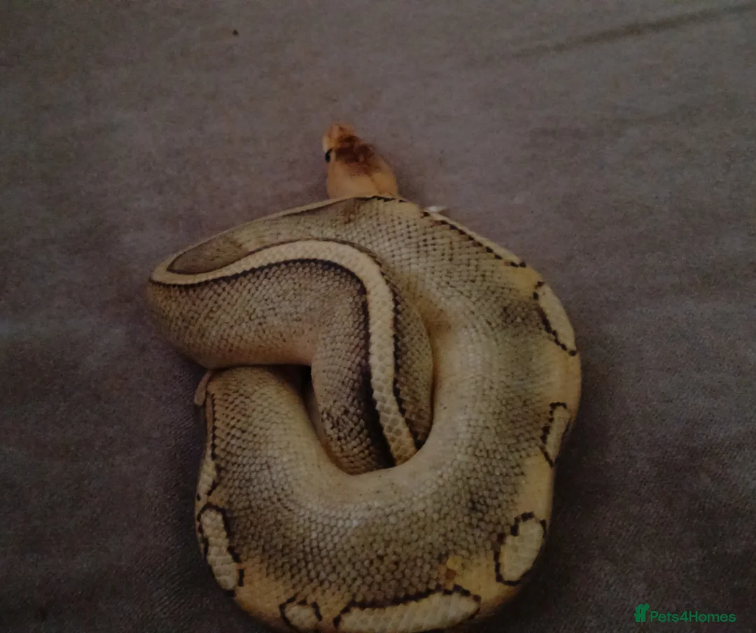 Python Snake reptiles for sale: Champagne ball python (With full set-up) in Brentwood - Advert 2